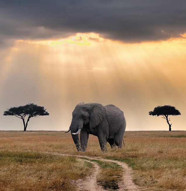 Elephant-Maasai-Mara-Kenya
