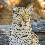 leopardo-nel-mikumi-tomodachi-tours-safaris-tanzania-africa