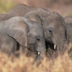 onenaturehotelsfoundation_1637333703009539