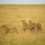 serengeticheetahproject_1635684862598593