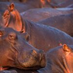 00-Hippos_in_Katavi_National_Park-BW-header1200px