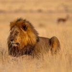 remi009_1635683767421429