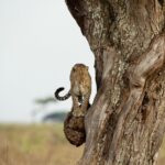 siringit_serengeti_camp_1632856386802161