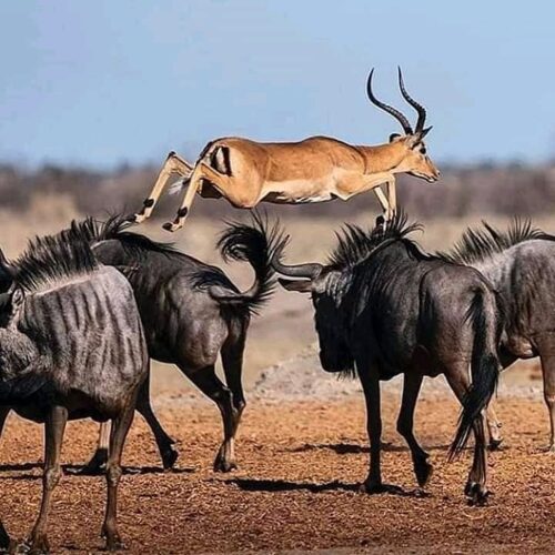 tanzania_wild_travel_1629308778601467