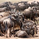 thadeyshirima_1632156387479663