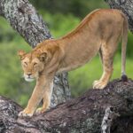 topdecksafari_1630141891857782