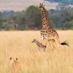 travelbuddha_1636291485355646