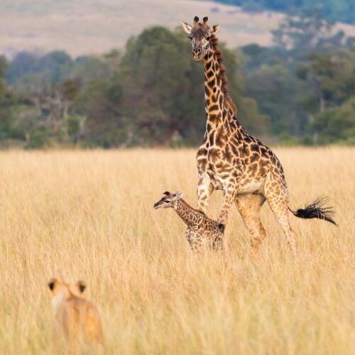 travelbuddha_1636291485355646