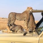 travelcationafricasafaris_1635866848611699