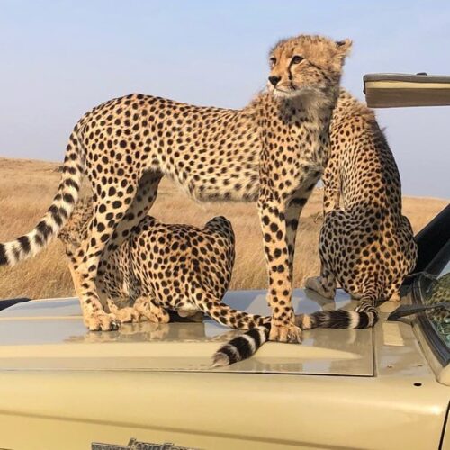 travelcationafricasafaris_1635866848611862