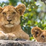 travellingnick_1637772638109559