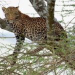 virginienantet_1635867146012901