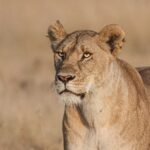 wildlife.cats_1635777814170413