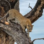 xigeralodge_1636473491915580