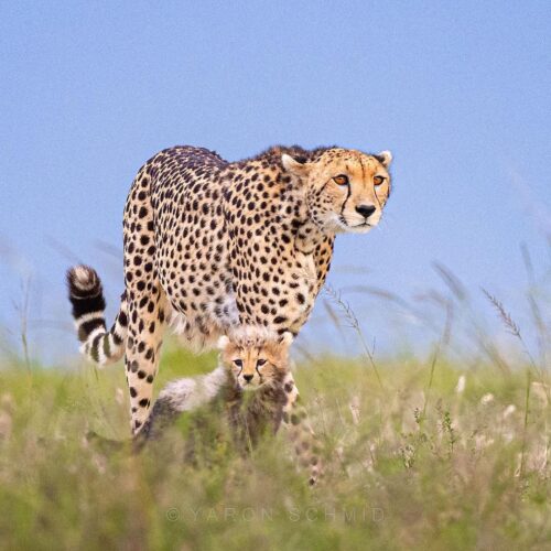 yswildlifephotography_1636476182569231