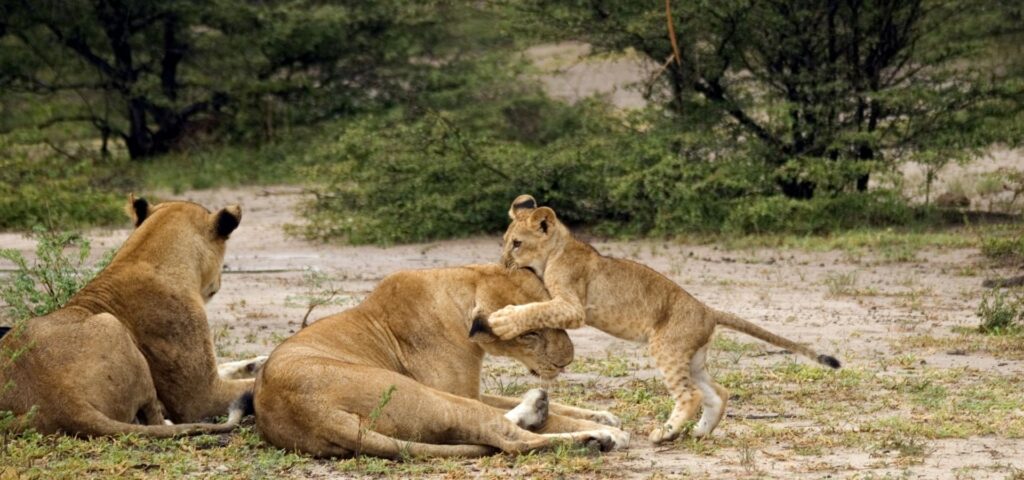 6 Days Southern Circuit Wilderness Safari