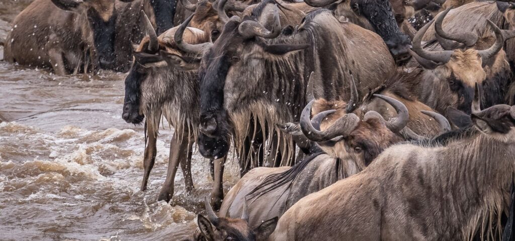 8 Days Great Migration Safari
