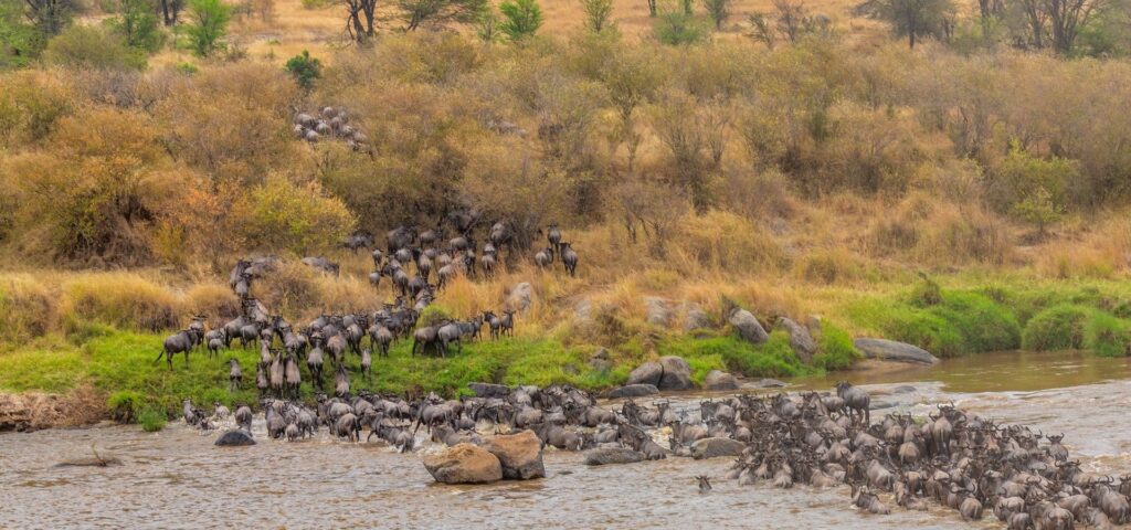 10 Days Great Migration Safari