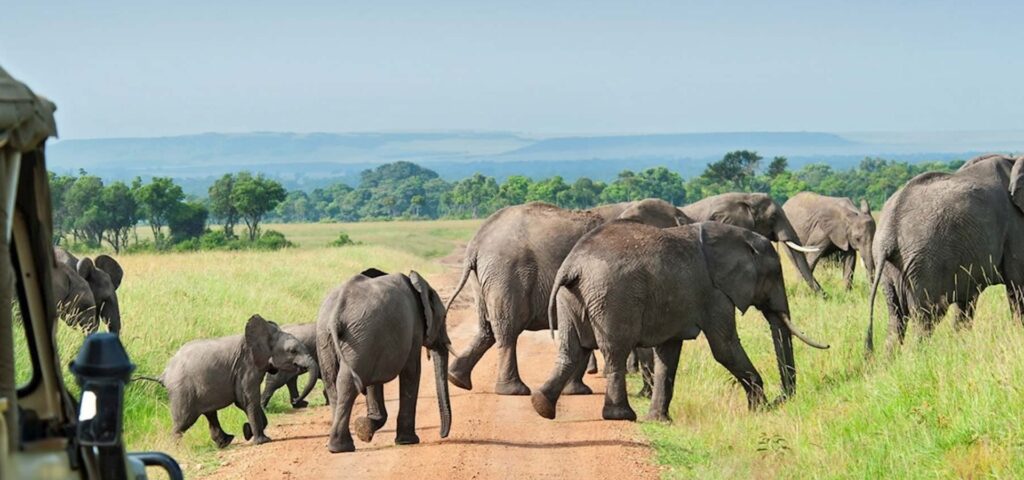 10 Days Southern Circuit Wilderness Safari