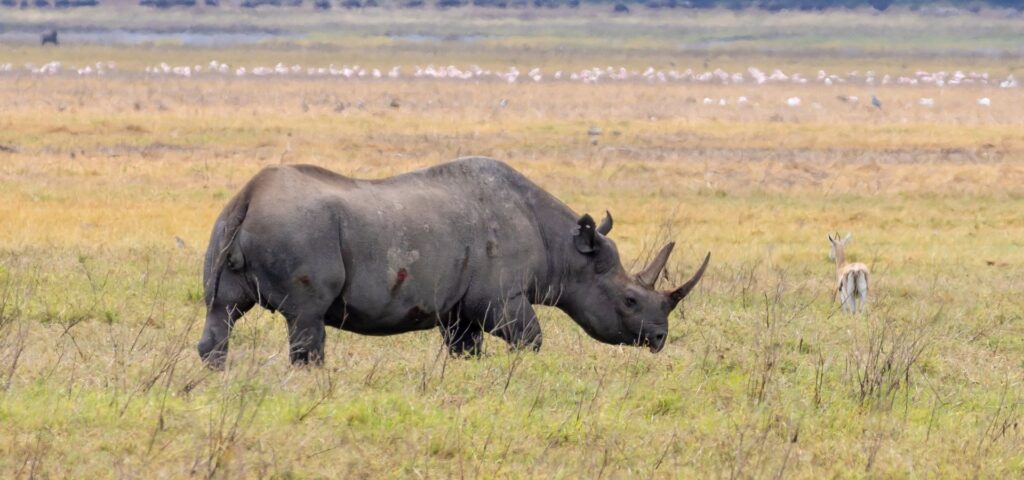 8 Days Classic Northern Circuit Highlights