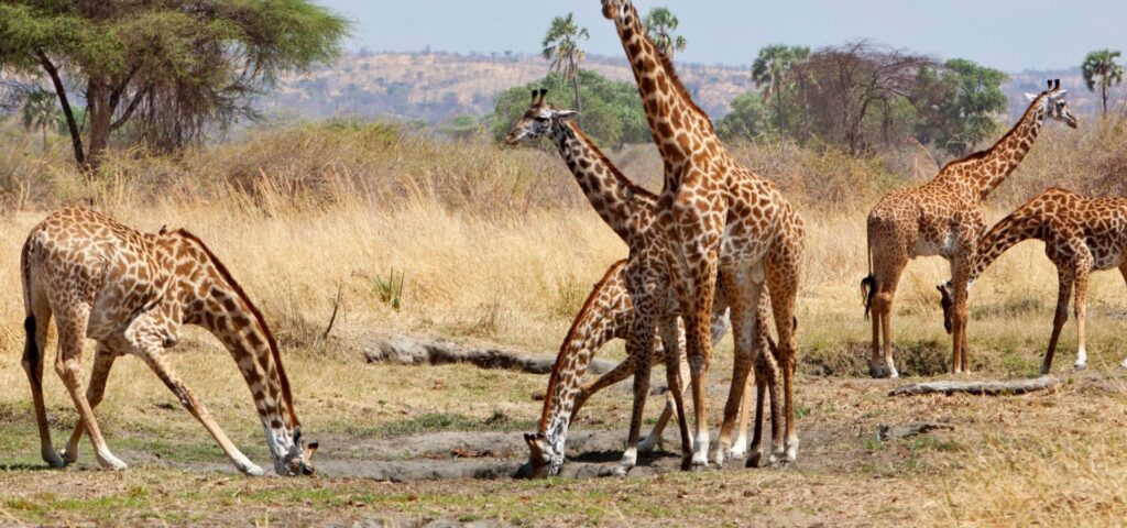 8 Days Southern Circuit Wilderness Safari