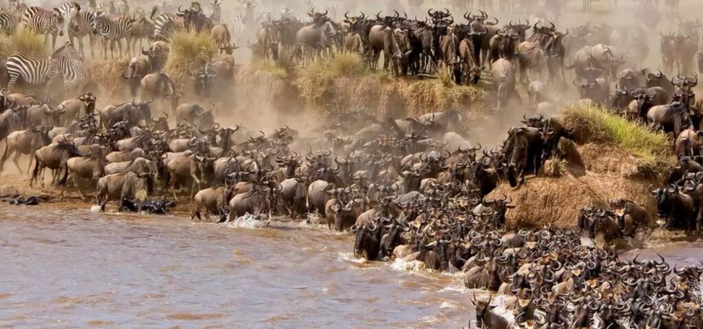 7 Days Great Migration Safari