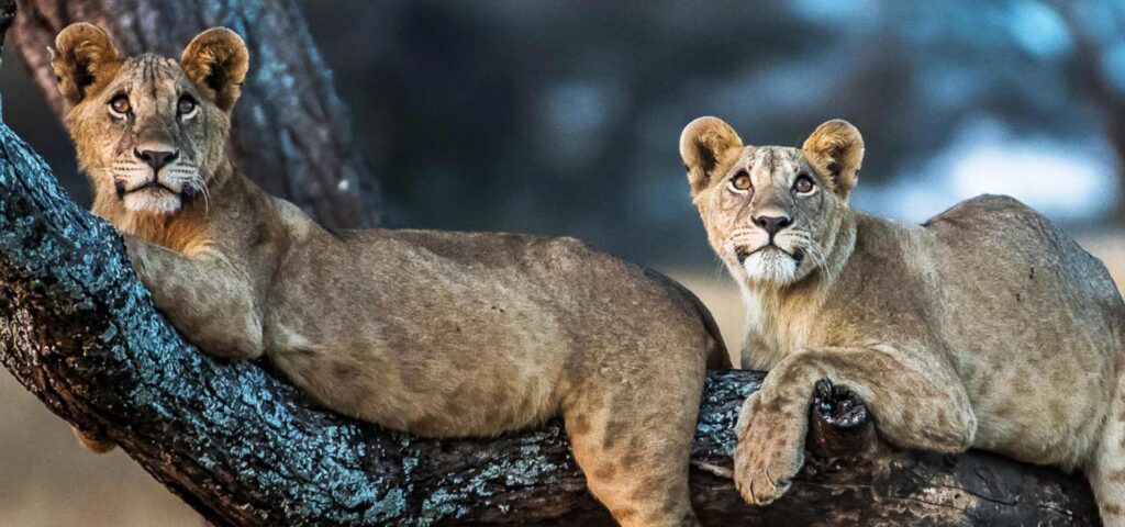 Into the Cradle of Wildlife