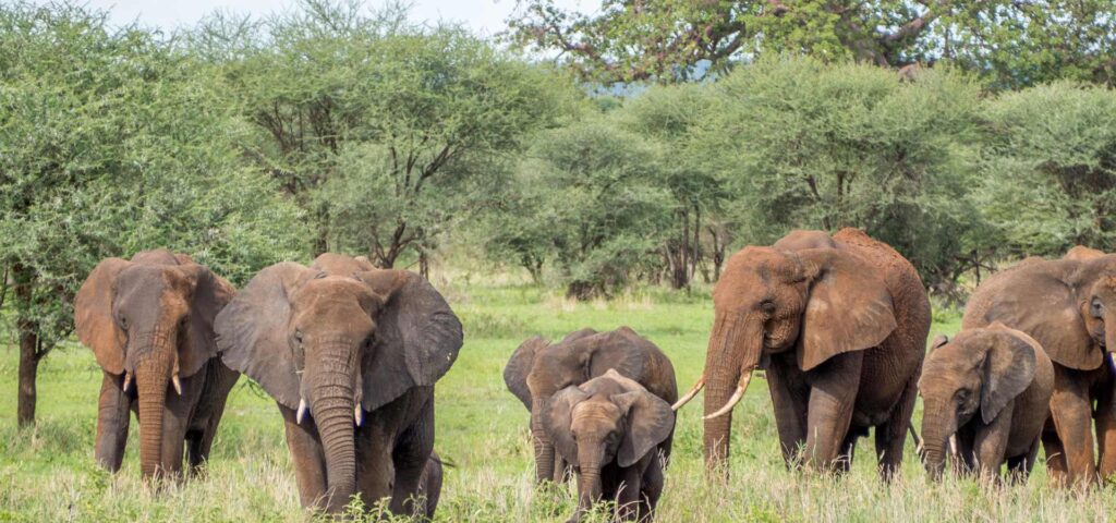 Golden Sunsets & Game Drives