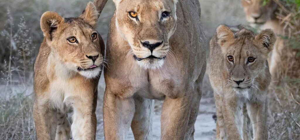 Wild Heart of Tanzania