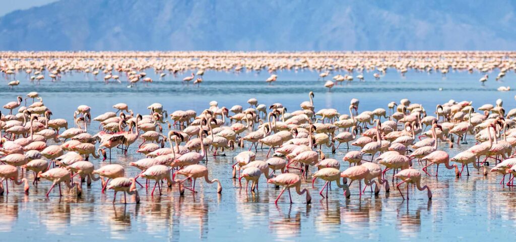 The Untouched Tanzania Explorer