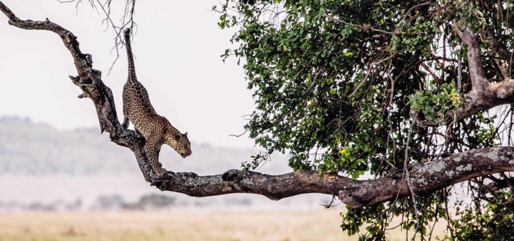 Serengeti Under Endless Skies