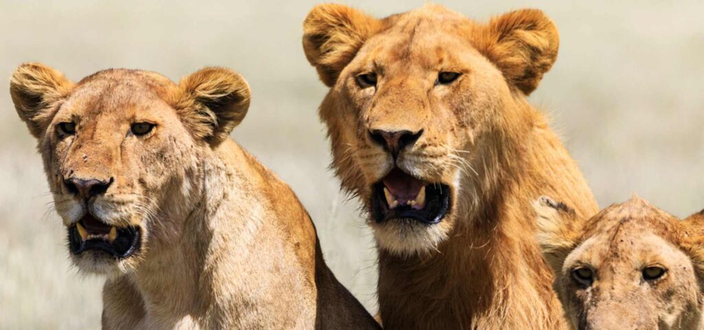 Legends of Tanzania