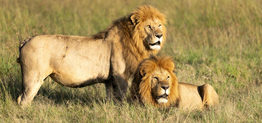 The Outstanding Tanzania Experience