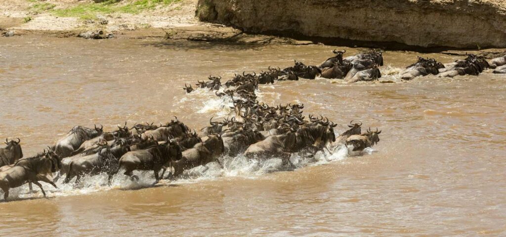 The Mara River Crossing Experience