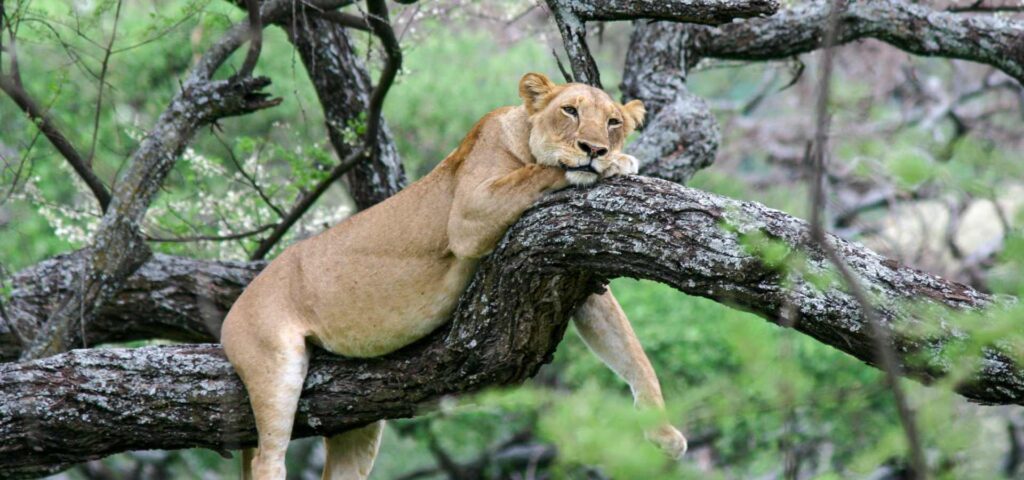 The Big Five Signature Journey